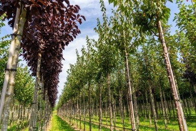 Prunus serrula hoogstam 18/20