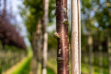 Prunus serrula hoogstam 18/20