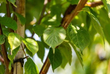 Prunus serrula hoogstam 18/20