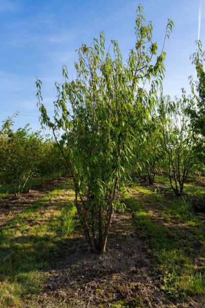 Prunus serrula meerstammig 200-250