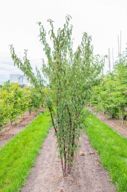 Prunus serrula meerstammig 200-250