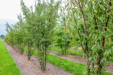Prunus serrula meerstammig 200-250