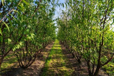 Prunus serrula meerstammig 200-250