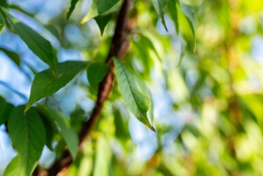 Prunus serrula meerstammig 200-250