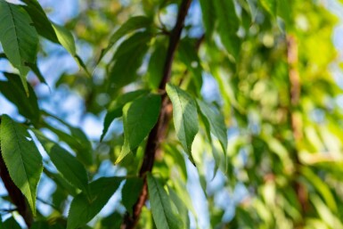 Prunus serrula meerstammig 200-250