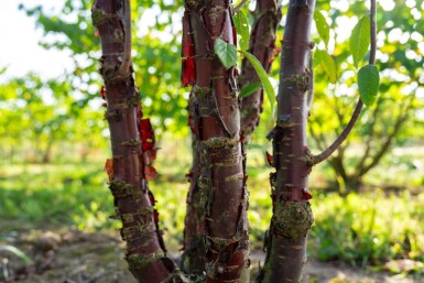 Prunus serrula meerstammig 200-250