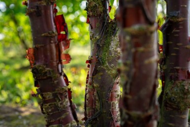Prunus serrula meerstammig 200-250
