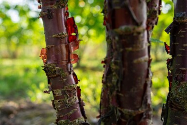 Prunus serrula meerstammig 200-250