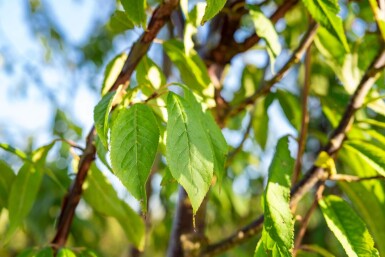 Prunus serrula meerstammig 200-250
