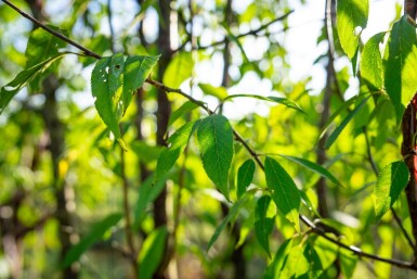 Prunus serrula meerstammig 200-250