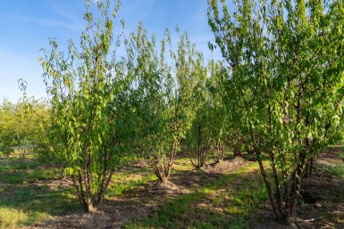Prunus serrula meerstammig 200-250