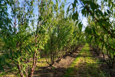 Prunus serrula meerstammig 200-250