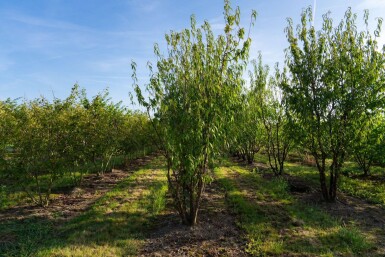 Prunus serrula meerstammig 200-250
