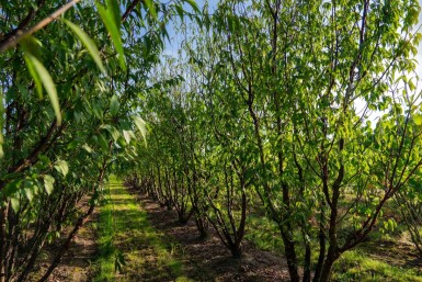 Prunus serrula meerstammig 200-250