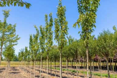 Prunus serrulata 'Amanogawa' hoogstam