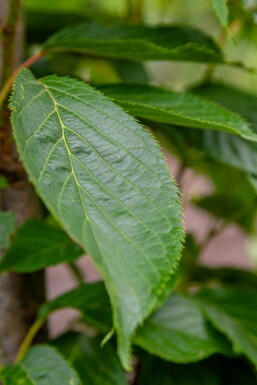 Prunus serrulata 'Amanogawa' hoogstam 20/25
