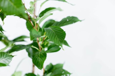 Prunus serrulata 'Amanogawa' hoogstam 20/25