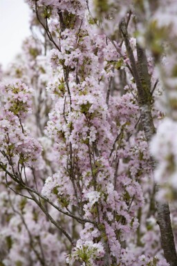 Prunus serrulata 'Amanogawa' hoogstam 20/25