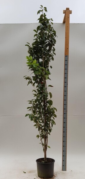 Prunus serrulata 'Amanogawa' beveerd 14/16