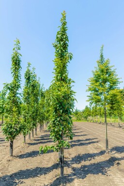 Prunus serrulata 'Amanogawa' beveerd
