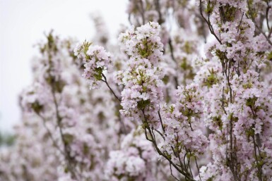 Prunus serrulata 'Amanogawa' beveerd 14/16