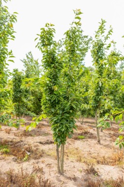 Prunus serrulata 'Amanogawa' meerstammig 300-350