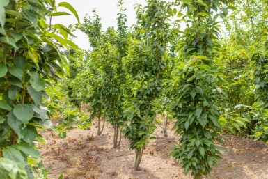 Prunus serrulata 'Amanogawa' meerstammig 300-350