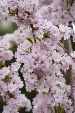 Prunus serrulata 'Amanogawa' meerstammig 300-350