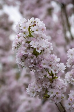 Prunus serrulata 'Amanogawa' meerstammig 300-350