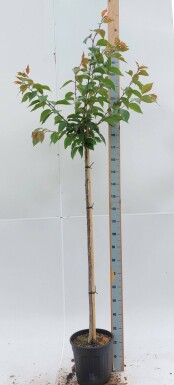Prunus serrulata 'Kanzan' hoogstam 10/12 180cm stam