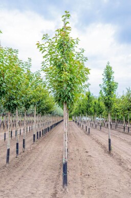 Prunus serrulata 'Kanzan' hoogstam 10/12 180cm stam