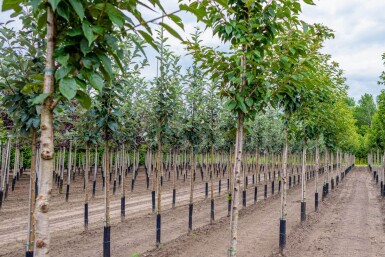 Prunus serrulata 'Kanzan' hoogstam 10/12 180cm stam