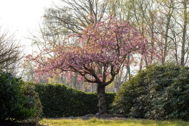 Prunus serrulata 'Kanzan' hoogstam 10/12 180cm stam