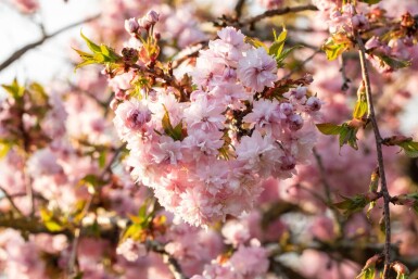 Prunus serrulata 'Kanzan' hoogstam 10/12 180cm stam