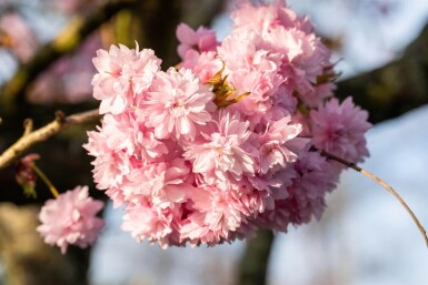 Prunus serrulata 'Kanzan' hoogstam 10/12 180cm stam