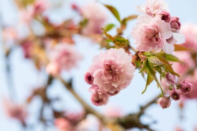Prunus serrulata 'Kanzan' hoogstam 10/12 180cm stam