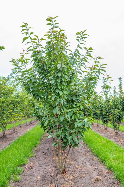 Prunus serrulata 'Kanzan' meerstammig 400-450
