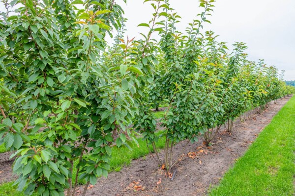 Prunus serrulata 'Kanzan' meerstammig
