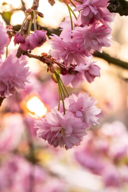 Prunus serrulata 'Kanzan' meerstammig 400-450