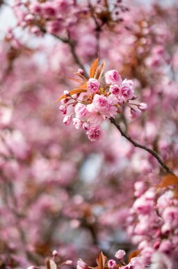 Prunus serrulata 'Kanzan' meerstammig 400-450