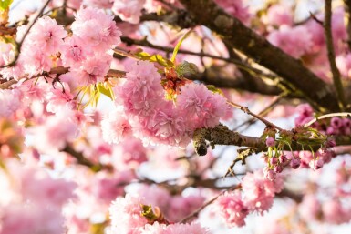 Prunus serrulata 'Kanzan' halfstam 8/10 150cm stam