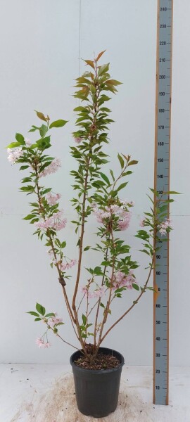 Prunus serrulata 'Kanzan' struik 150-175