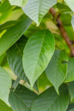 Prunus serrulata 'Kanzan' struik 150-175