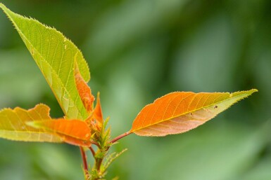 Prunus serrulata 'Kanzan' struik 150-175