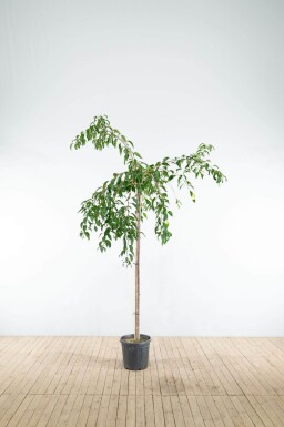Prunus serrulata 'Kiku-shidare-zakura' hoogstam