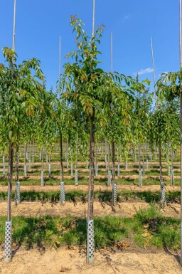 Prunus serrulata 'Kiku-shidare-zakura' hoogstam