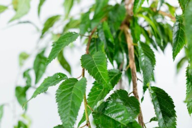 Prunus serrulata 'Kiku-shidare-zakura' treurvorm