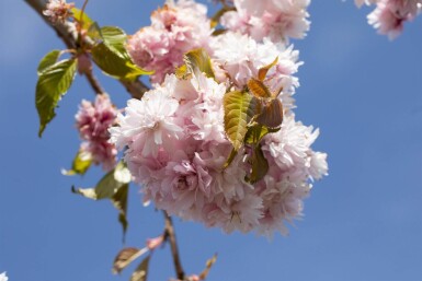 Prunus serrulata 'Kiku-shidare-zakura' hoogstam 14/16 225cm stam