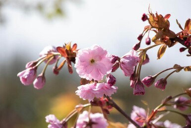 Prunus serrulata 'Kiku-shidare-zakura' hoogstam 14/16 225cm stam