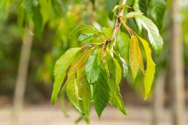 Prunus serrulata 'Kiku-shidare-zakura' hoogstam 14/16 225cm stam